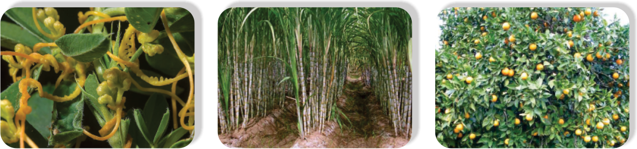 Paraquat2