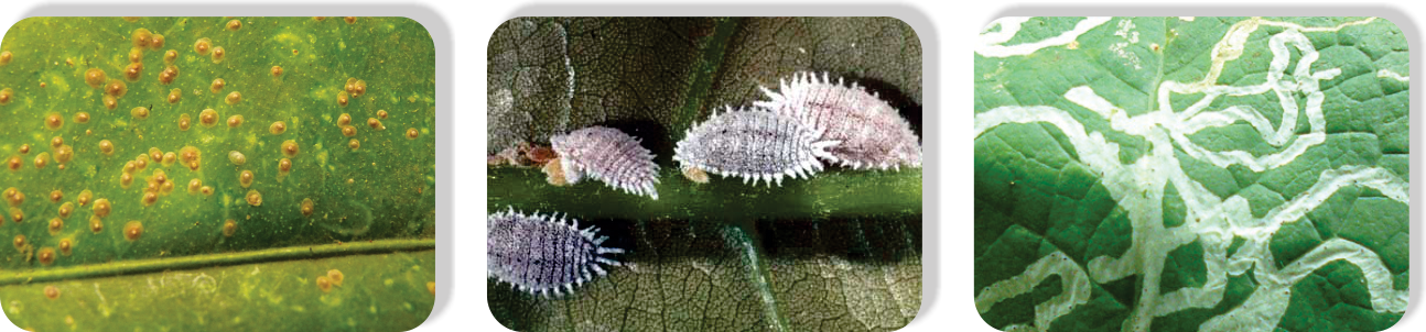 Chlorpyrifos2
