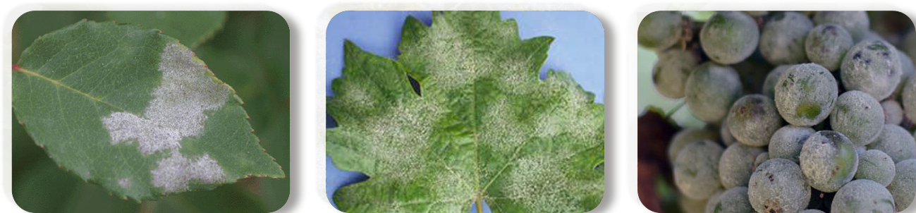 SULFUR
