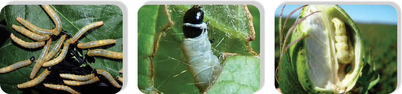 Cypermethrin2