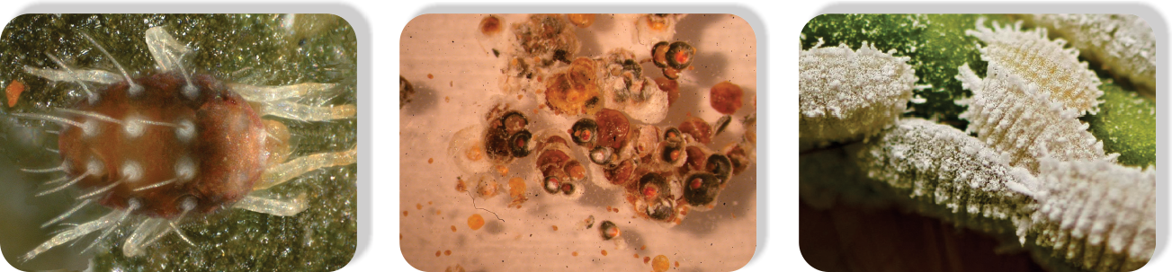 Emulsifiable2