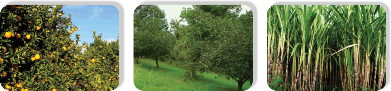 Glyphosate2